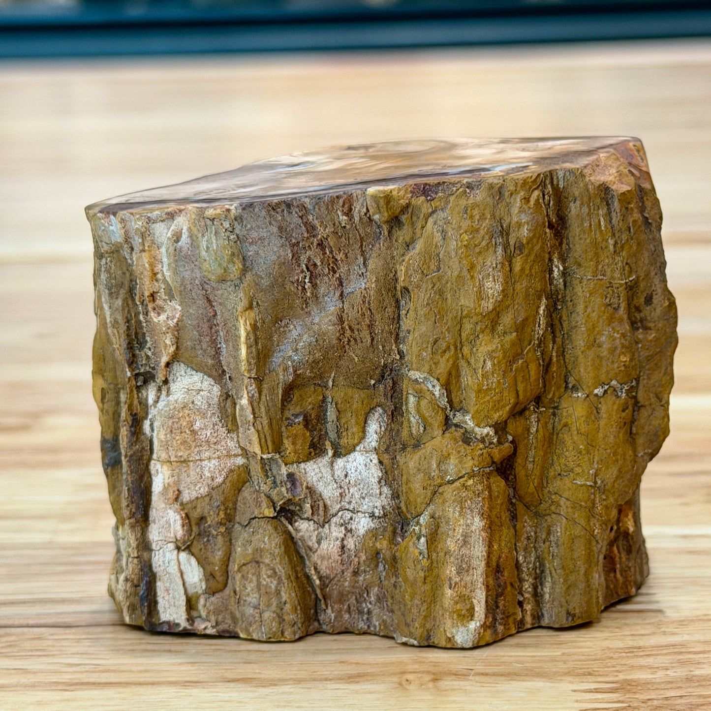 Petrified Wood Mini Stump Accent 3.2"