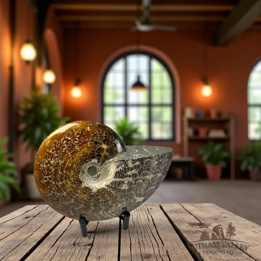 Agatized Ammonite Fossil Fossil Specimen