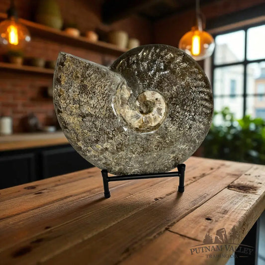 Agatized Ammonite Fossil Fossil Specimen