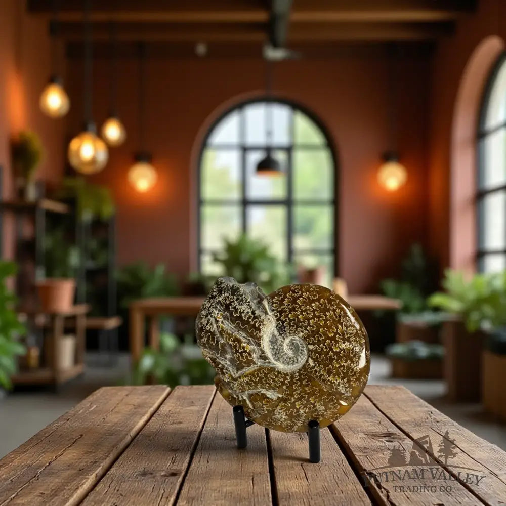 Agatized Ammonite Fossil Fossil Specimen