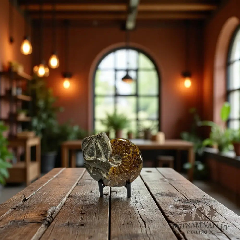 Agatized Ammonite Fossil Fossil Specimen