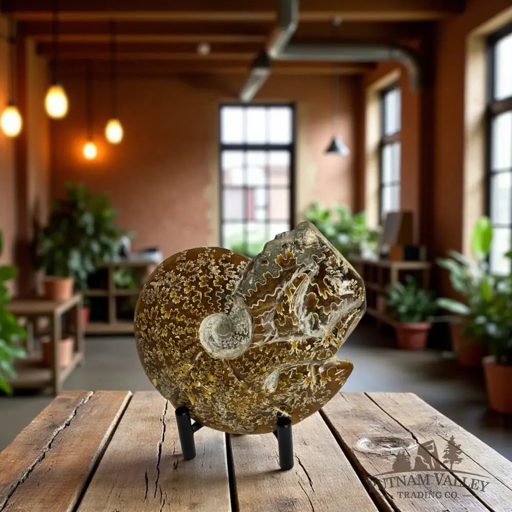 Agatized Ammonite Fossil Fossil Specimen