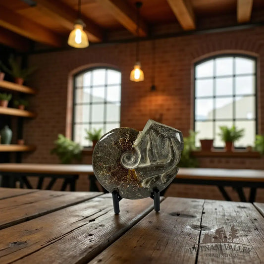 Agatized Ammonite Fossil Fossil Specimen