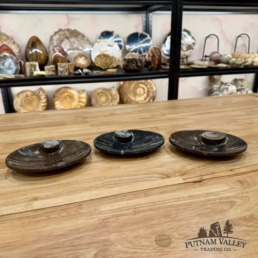 Ammonite Fossil Oval Plate - Putnam Valley Trading Co.