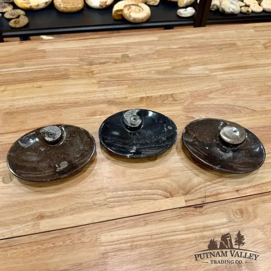 Ammonite Fossil Oval Plate - Putnam Valley Trading Co.