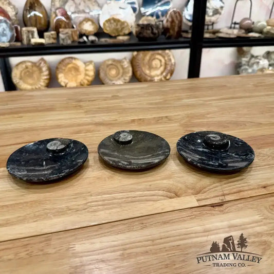 Ammonite Fossil Round Plate - Putnam Valley Trading Co.