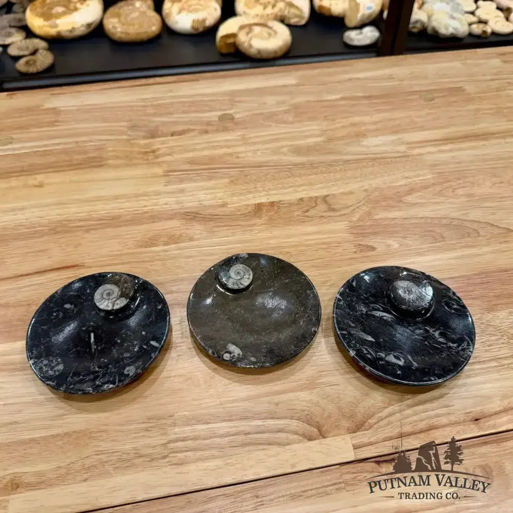 Ammonite Fossil Round Plate - Putnam Valley Trading Co.