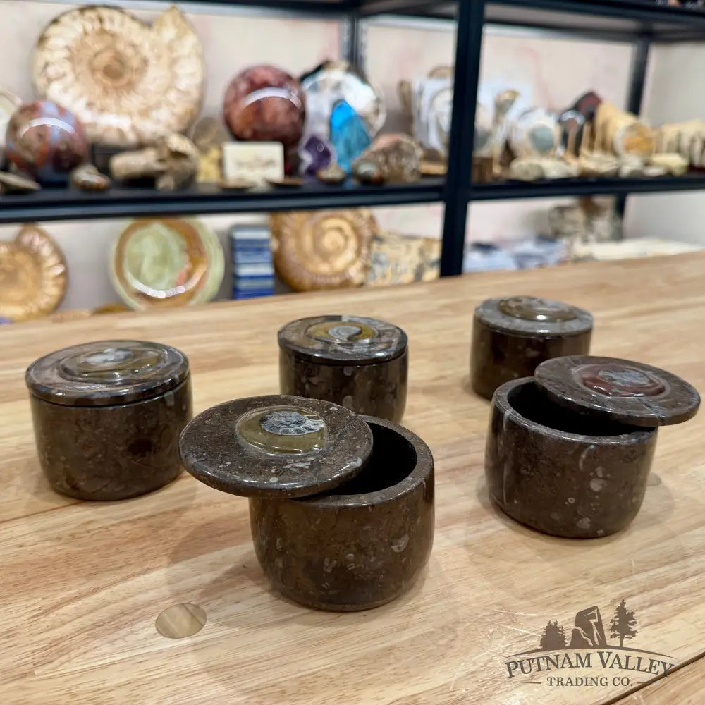 Ammonite & Orthoceras Round Fossil Keepsake Box 3.1’’ - Fossil Trinket Box