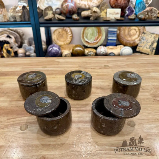 Ammonite & Orthoceras Round Fossil Keepsake Box 3.1’’ - Fossil Trinket Box