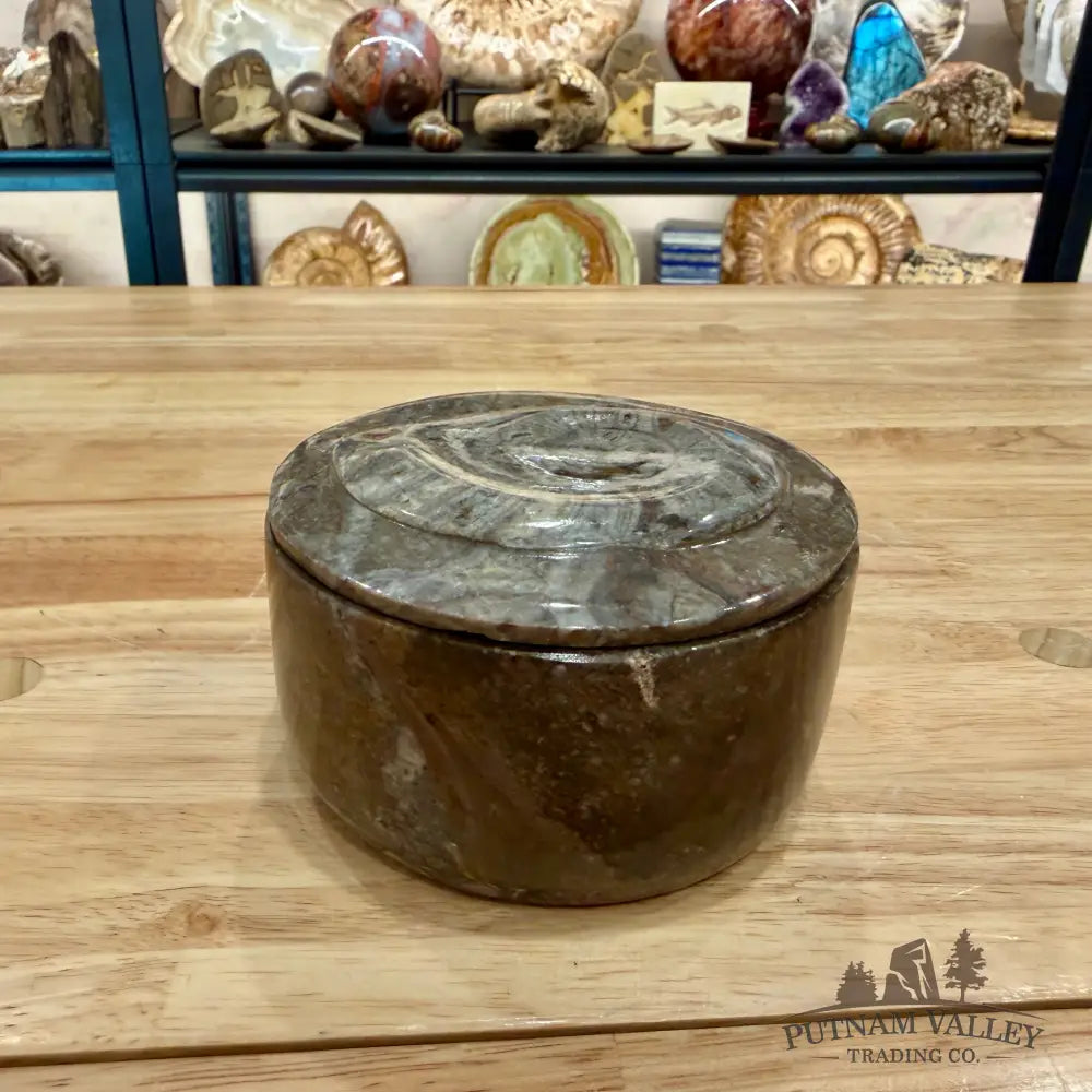 Ammonite & Orthoceras Round Fossil Keepsake Box 4.3’’ - Fossil Trinket Box