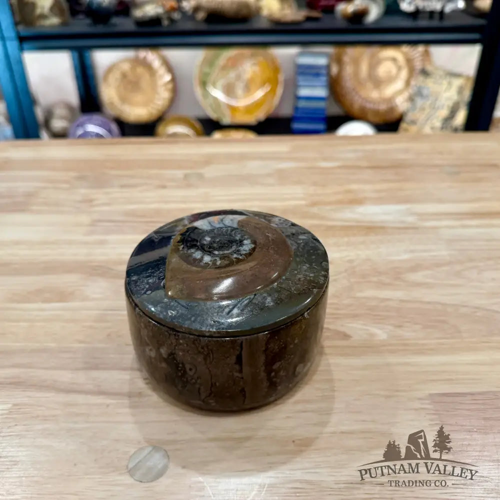 Ammonite & Orthoceras Round Fossil Keepsake Box 4.3’’ 3 - Fossil Trinket Box