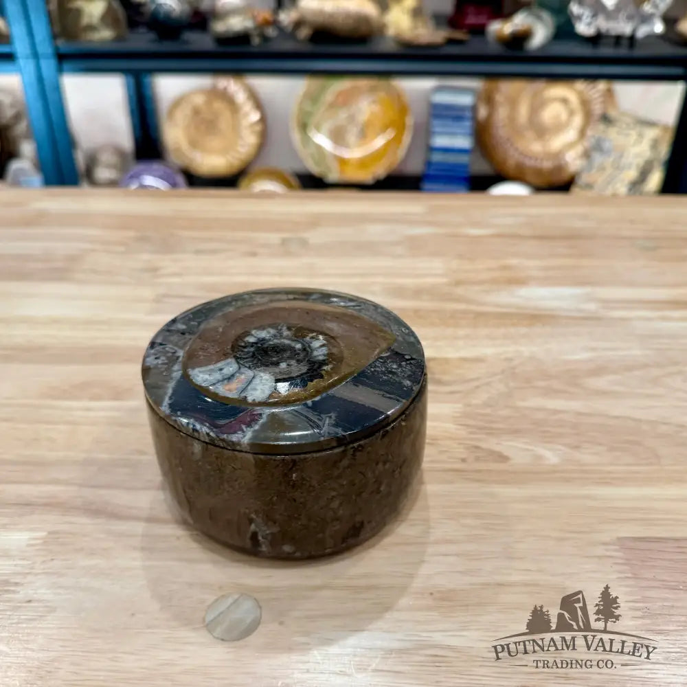 Ammonite & Orthoceras Round Fossil Keepsake Box 4.3’’ 3 - Fossil Trinket Box