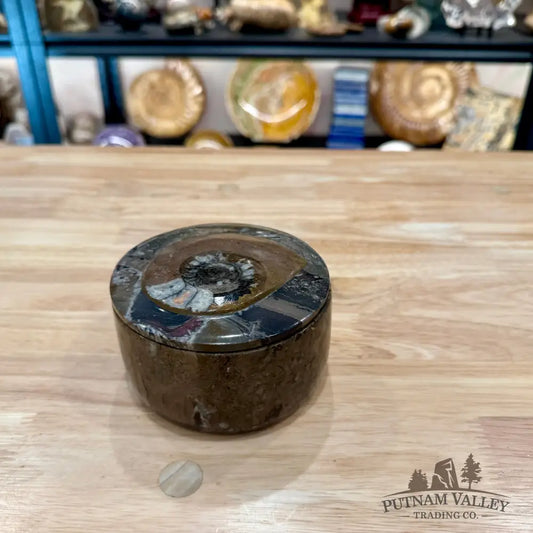 Ammonite & Orthoceras Round Fossil Keepsake Box 4.3’’ 3 - Fossil Trinket Box