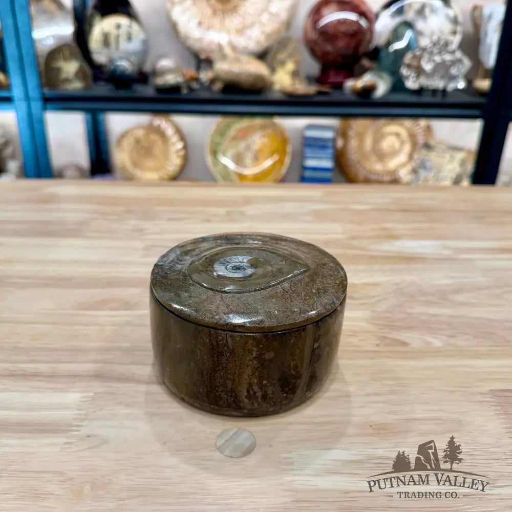 Ammonite & Orthoceras Round Fossil Keepsake Box 4.3’’ 1 - Fossil Trinket Box