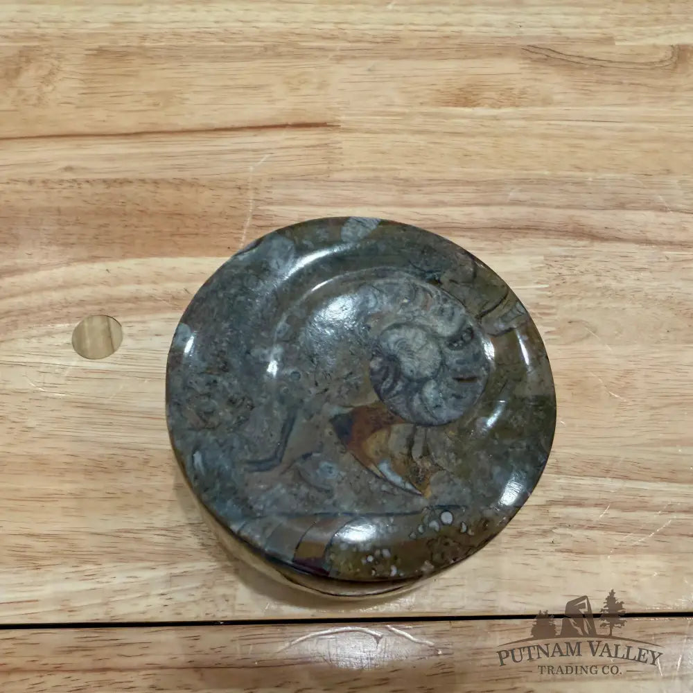 Ammonite & Orthoceras Round Fossil Keepsake Box 4.3’’ - Fossil Trinket Box