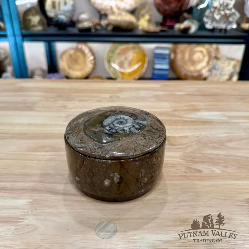 Ammonite & Orthoceras Round Fossil Keepsake Box 4.3’’ 2 - Fossil Trinket Box