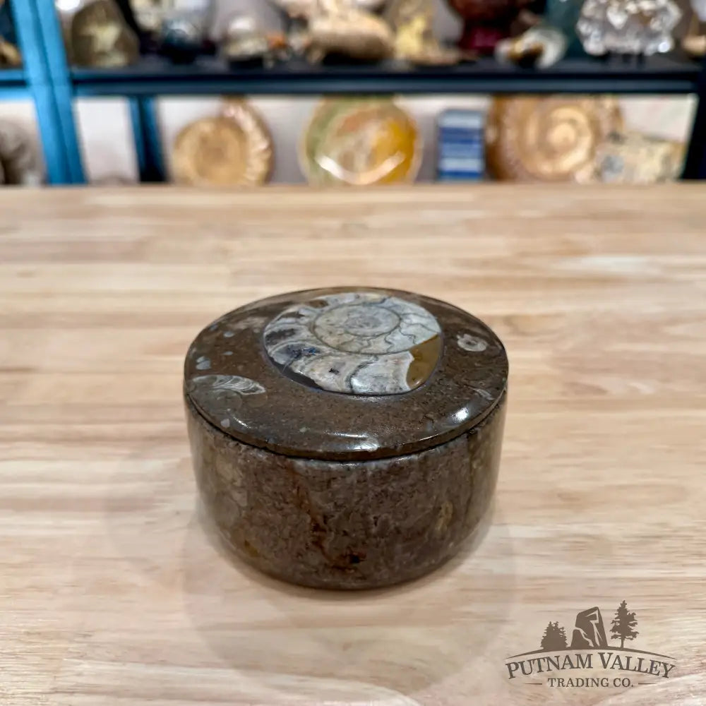 Ammonite & Orthoceras Round Fossil Keepsake Box 4.3’’ - Fossil Trinket Box