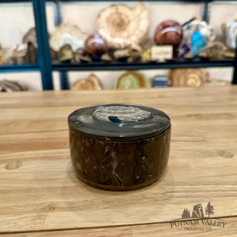 Ammonite & Orthoceras Round Fossil Keepsake Box 4.3’’ - Fossil Trinket Box