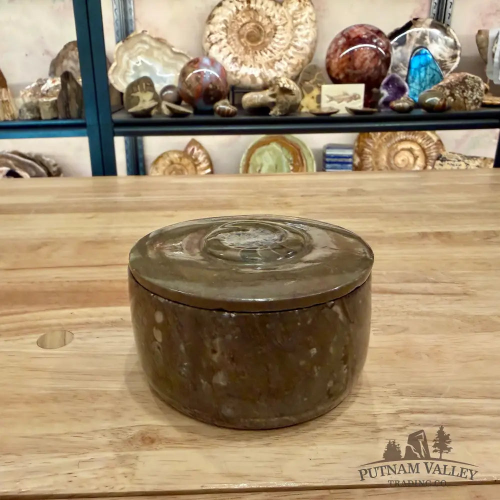Ammonite & Orthoceras Round Fossil Keepsake Box 4.3’’ - Fossil Trinket Box