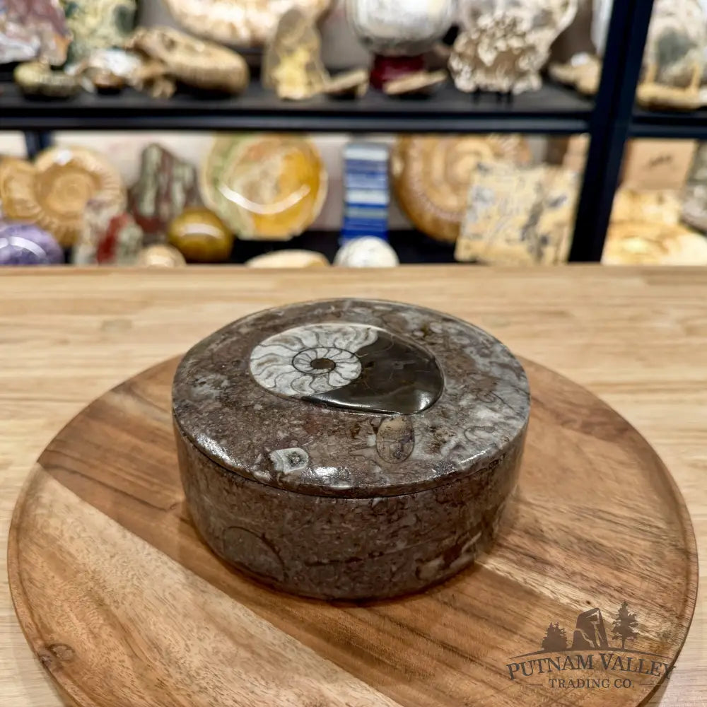 Ammonite & Orthoceras Round Fossil Keepsake Box 5.75’’ | Morocco - Fossil Trinket Box