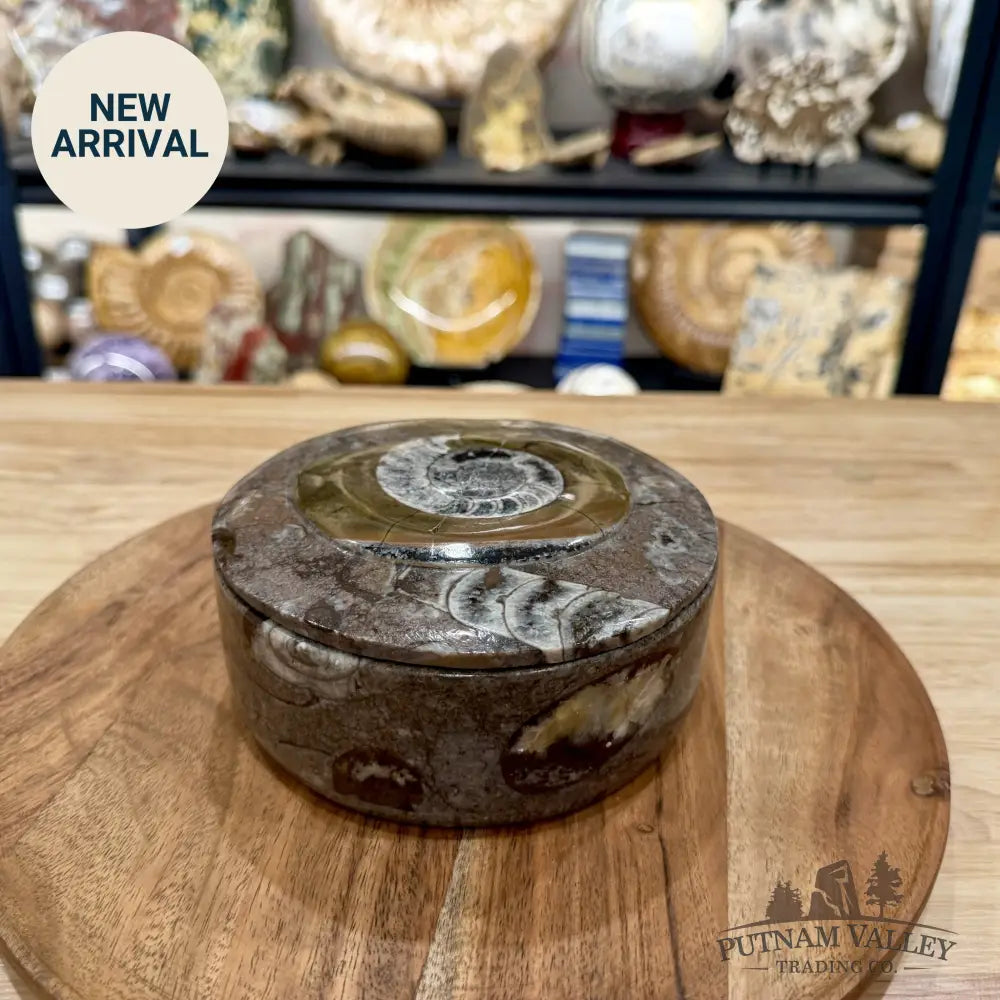 Ammonite & Orthoceras Round Fossil Keepsake Box 5.75’’ | Morocco - Fossil Trinket Box