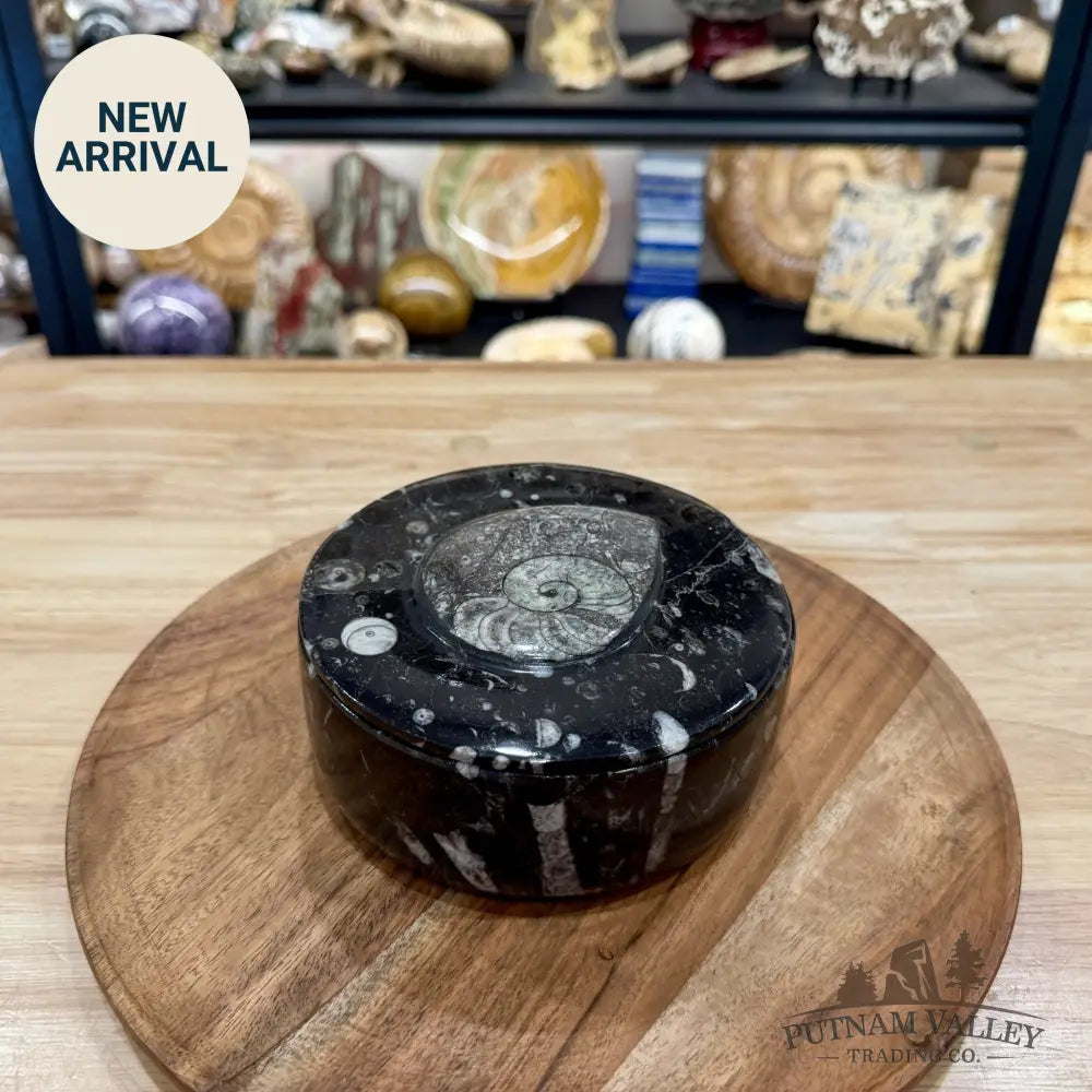 Ammonite & Orthoceras Round Fossil Keepsake Box 5.75’’ | Morocco - Fossil Trinket Box
