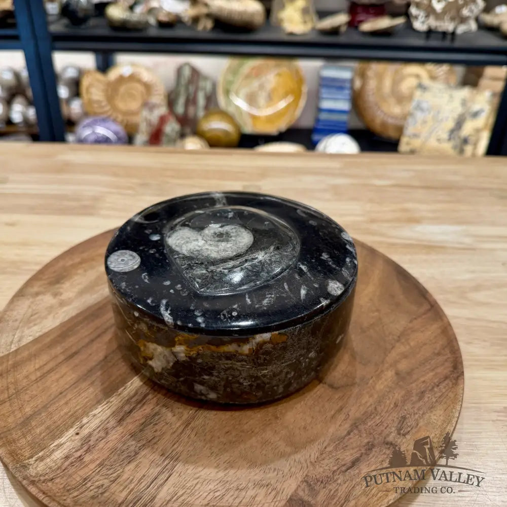 Ammonite & Orthoceras Round Fossil Keepsake Box 5.75’’ | Morocco - Fossil Trinket Box
