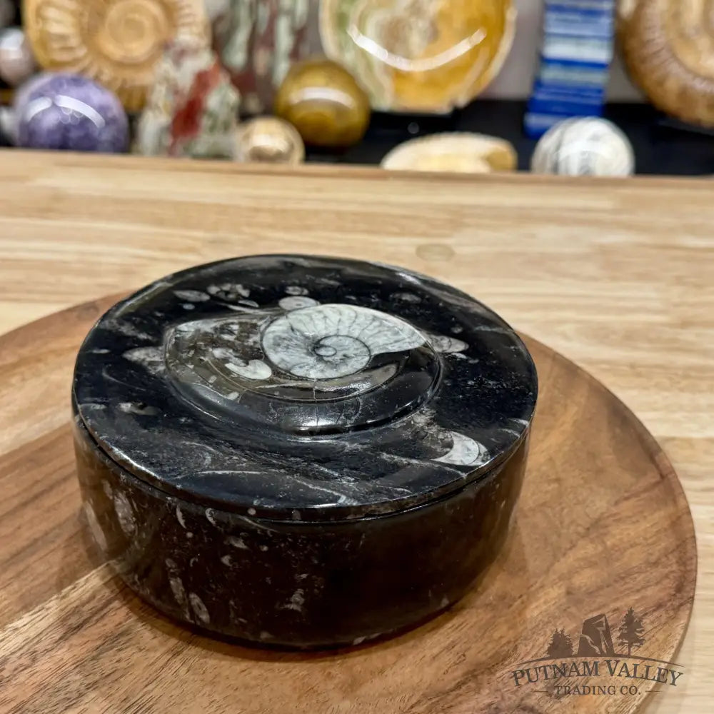 Ammonite & Orthoceras Round Fossil Keepsake Box 5.75’’ | Morocco - Fossil Trinket Box
