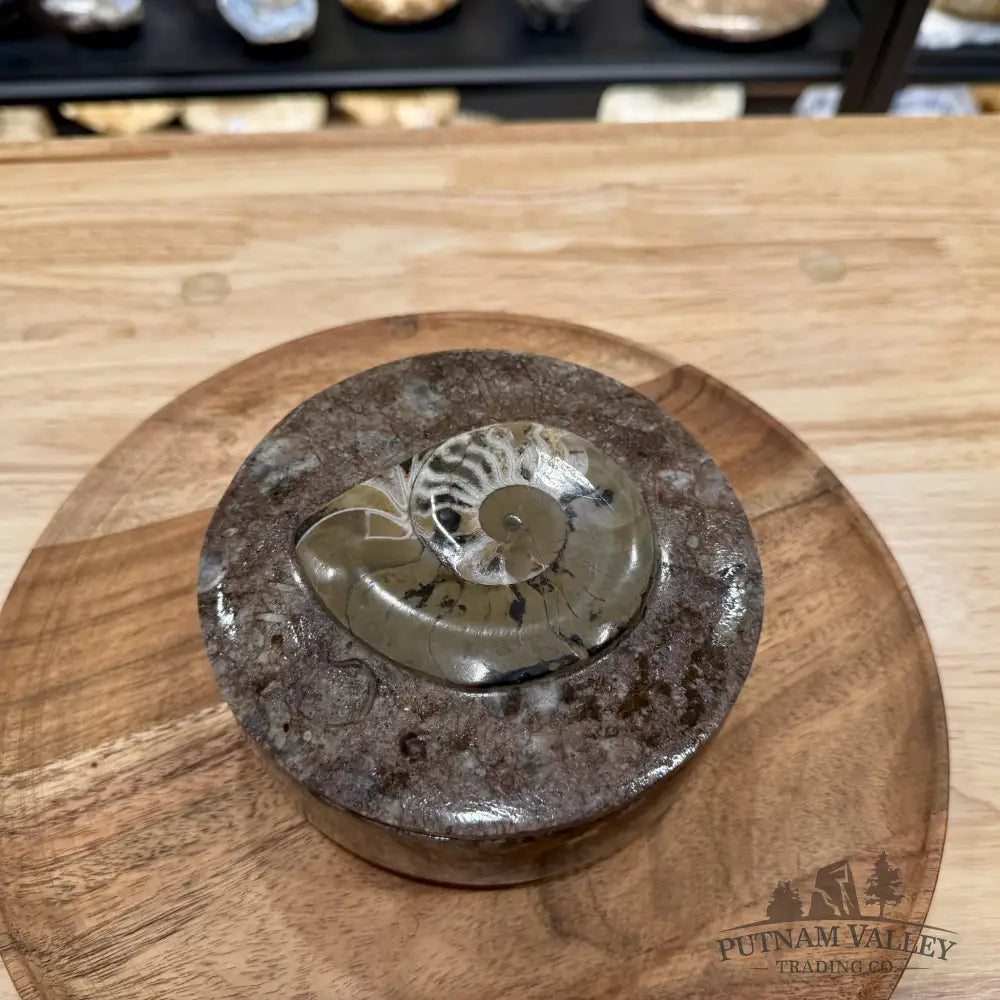 Ammonite & Orthoceras Round Fossil Keepsake Box 5.75’’ | Morocco - Fossil Trinket Box
