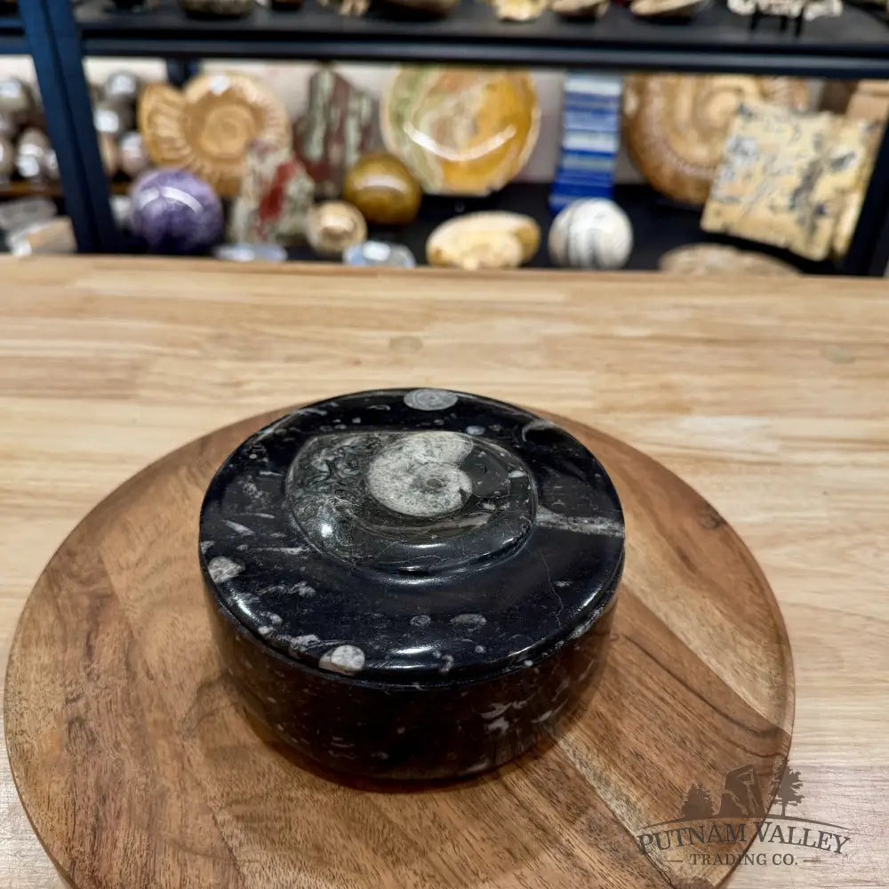Ammonite & Orthoceras Round Fossil Keepsake Box 5.75’’ | Morocco - Fossil Trinket Box