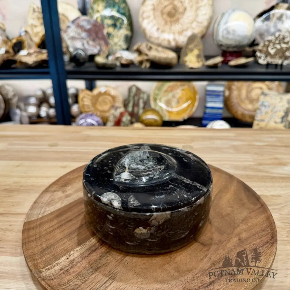 Ammonite & Orthoceras Round Fossil Keepsake Box 5.75’’ | Morocco - Fossil Trinket Box