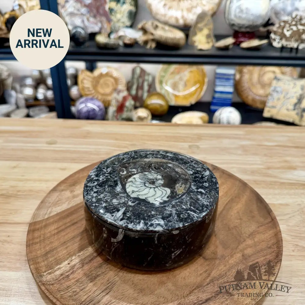 Ammonite & Orthoceras Round Fossil Keepsake Box 5.75’’ | Morocco - Fossil Trinket Box