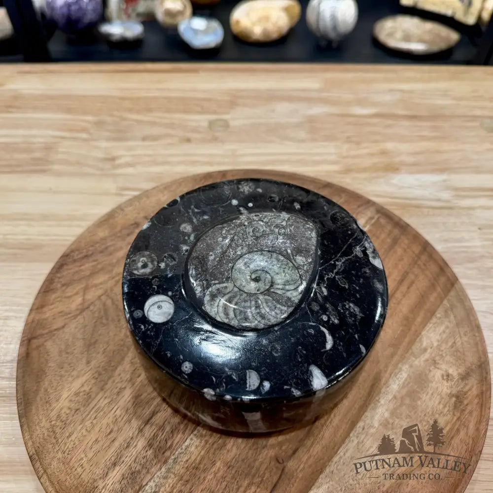 Ammonite & Orthoceras Round Fossil Keepsake Box 5.75’’ | Morocco - Fossil Trinket Box