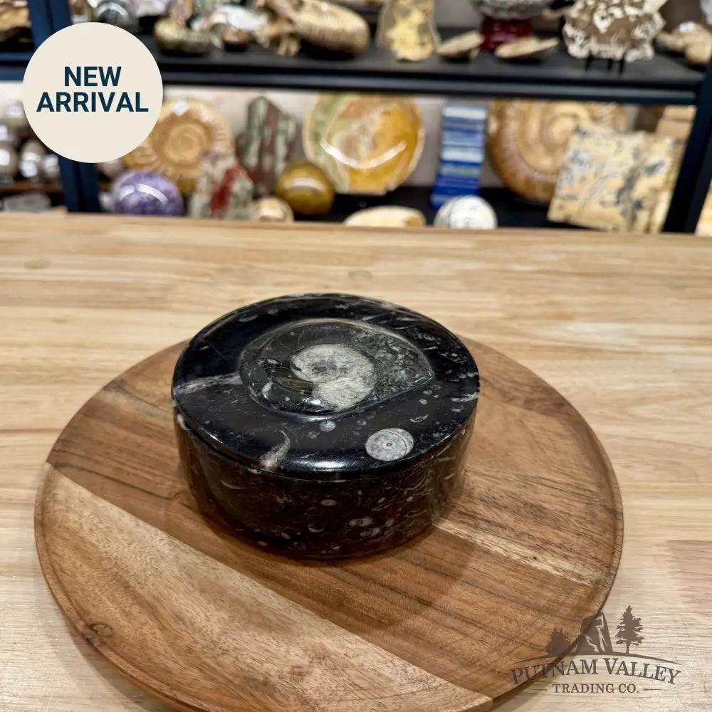 Ammonite & Orthoceras Round Fossil Keepsake Box 5.75’’ | Morocco - Fossil Trinket Box