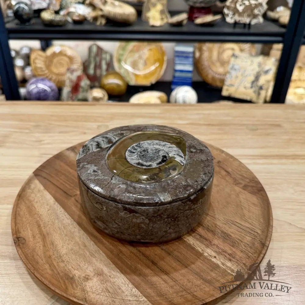 Ammonite & Orthoceras Round Fossil Keepsake Box 5.75’’ | Morocco - Fossil Trinket Box