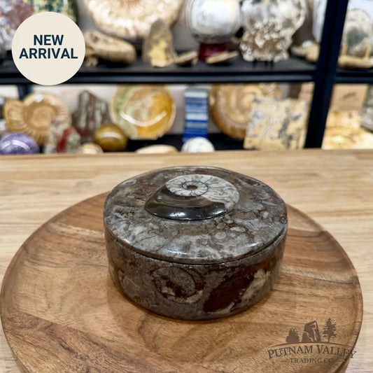 Ammonite & Orthoceras Round Fossil Keepsake Box 5.75’’ | Morocco - Fossil Trinket Box