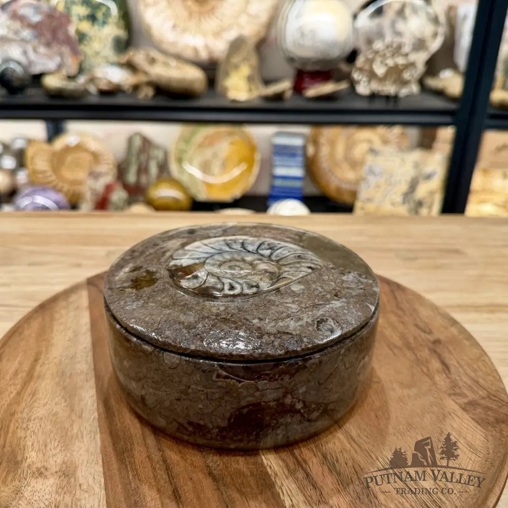Ammonite & Orthoceras Round Fossil Keepsake Box 5.75’’ | Morocco - Fossil Trinket Box
