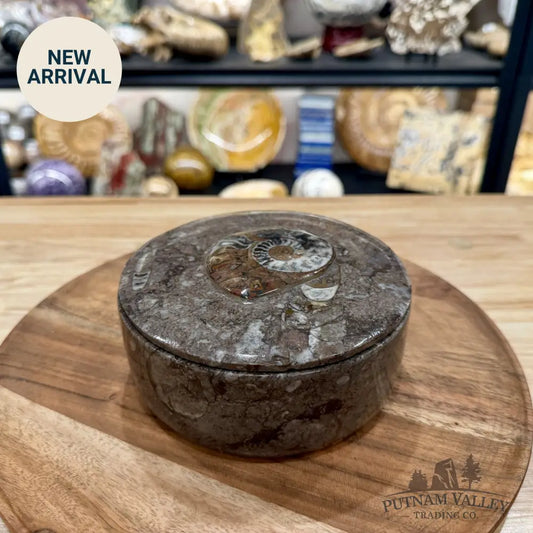 Ammonite & Orthoceras Round Fossil Keepsake Box 5.75’’ | Morocco - Fossil Trinket Box