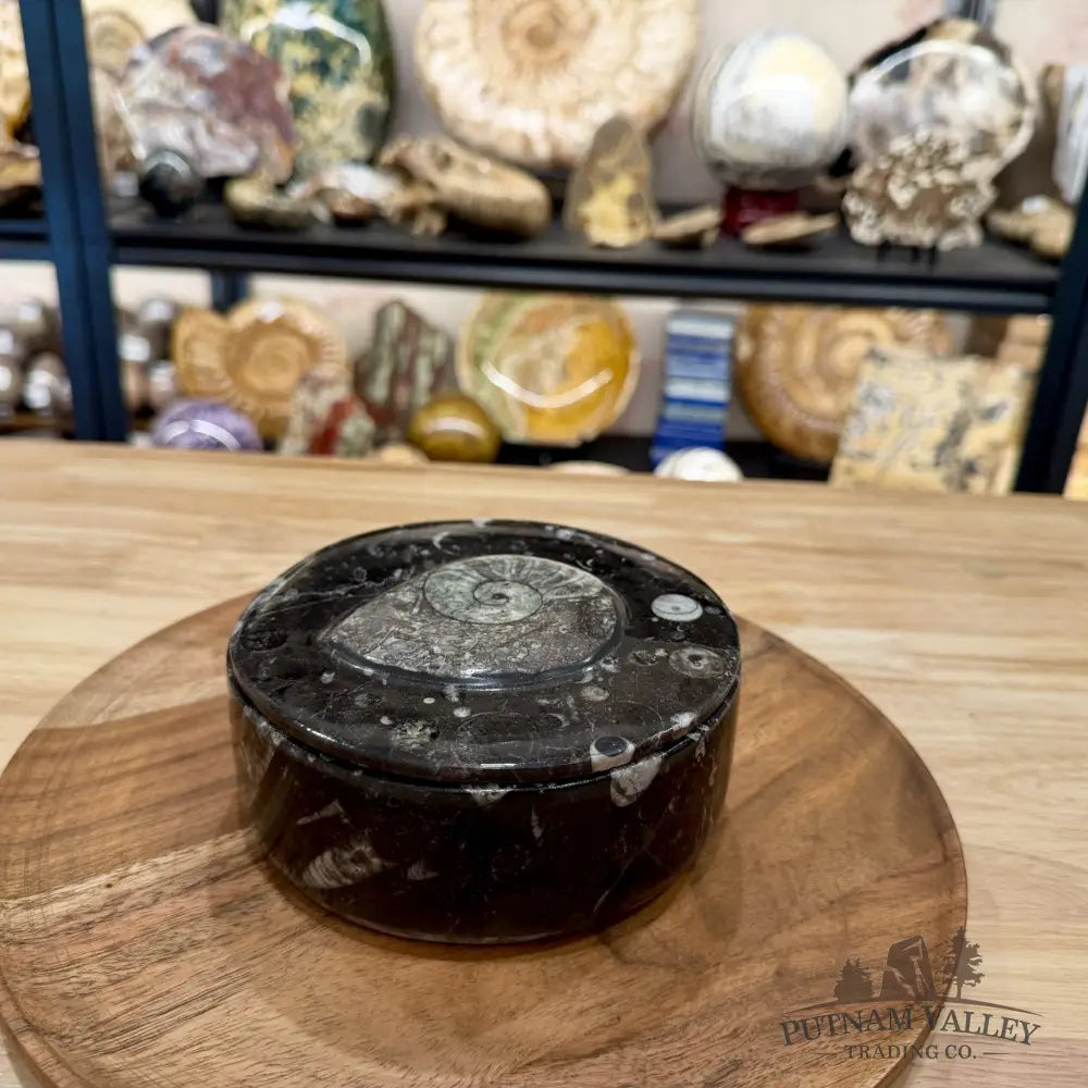 Ammonite & Orthoceras Round Fossil Keepsake Box 5.75’’ | Morocco - Fossil Trinket Box