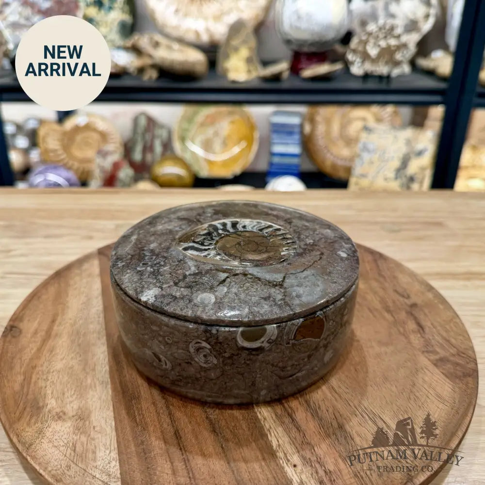 Ammonite & Orthoceras Round Fossil Keepsake Box 5.75’’ | Morocco - Fossil Trinket Box