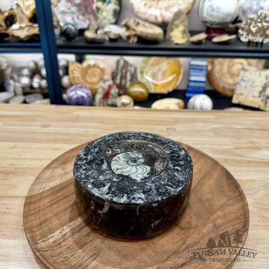 Ammonite & Orthoceras Round Fossil Keepsake Box 5.75’’ | Morocco - Fossil Trinket Box