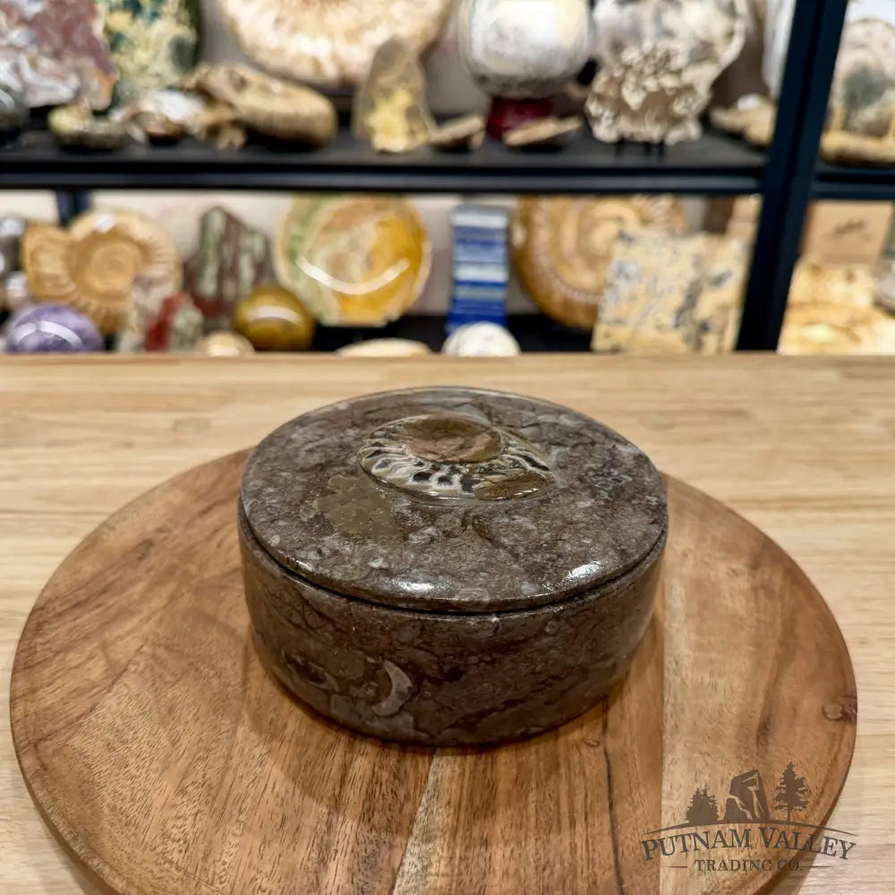Ammonite & Orthoceras Round Fossil Keepsake Box 5.75’’ | Morocco - Fossil Trinket Box