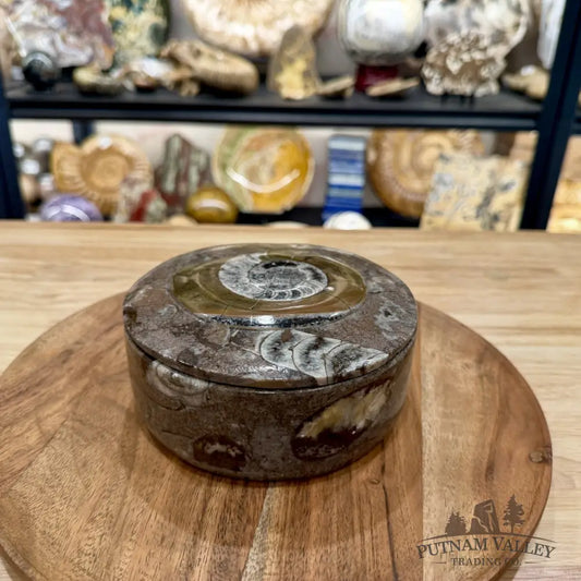 Ammonite & Orthoceras Round Fossil Keepsake Box 5.75’’ | Morocco - Fossil Trinket Box