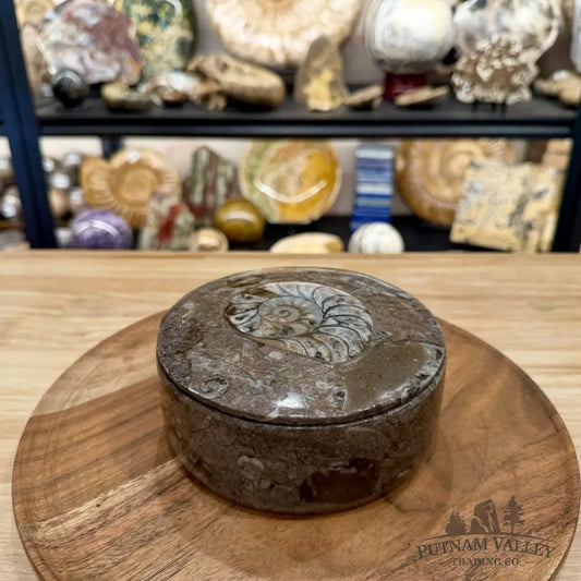 Ammonite & Orthoceras Round Fossil Keepsake Box 5.75’’ | Morocco - Fossil Trinket Box