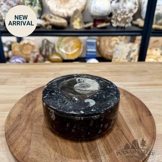 Ammonite & Orthoceras Round Fossil Keepsake Box 5.75’’ | Morocco - Fossil Trinket Box