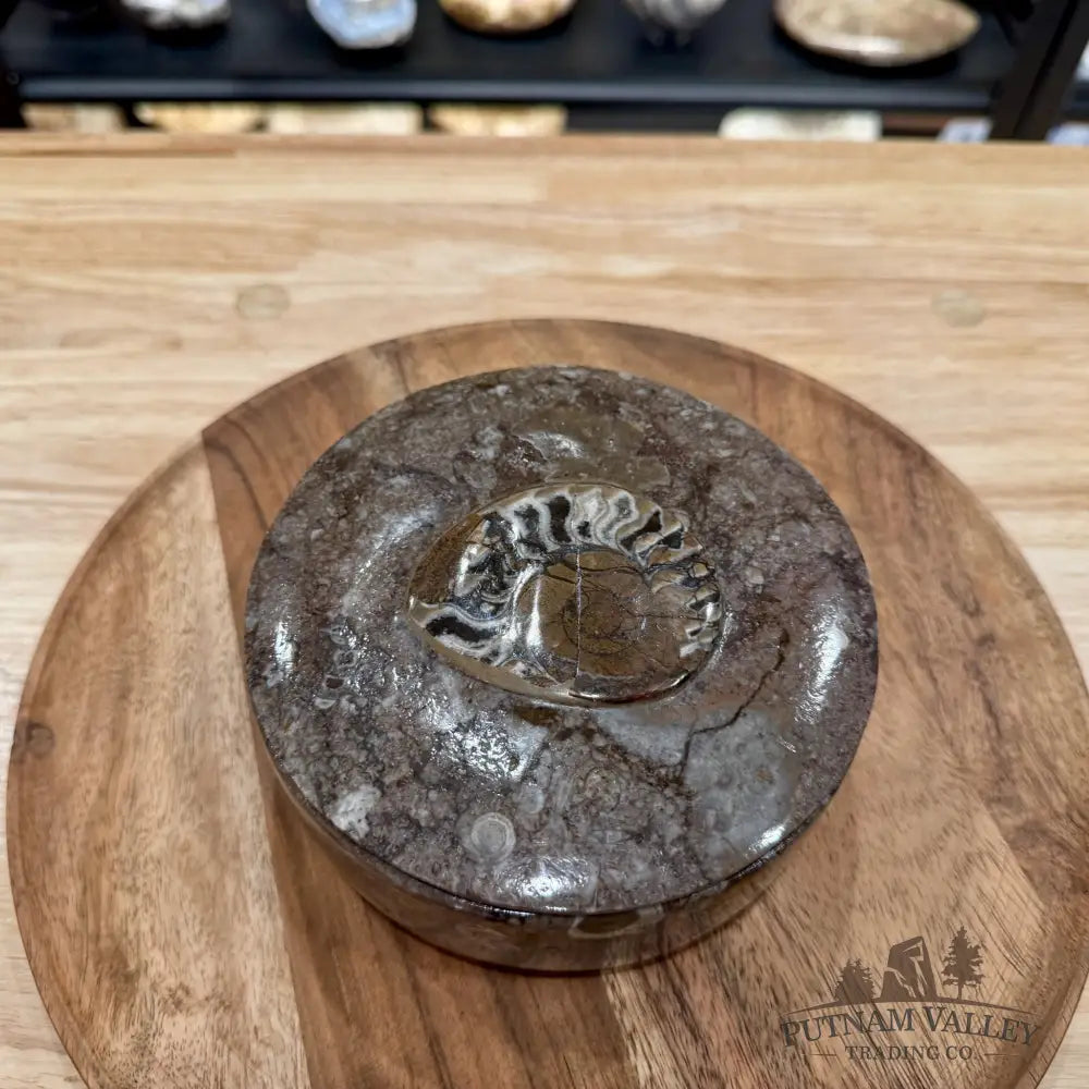 Ammonite & Orthoceras Round Fossil Keepsake Box 5.75’’ | Morocco - Fossil Trinket Box