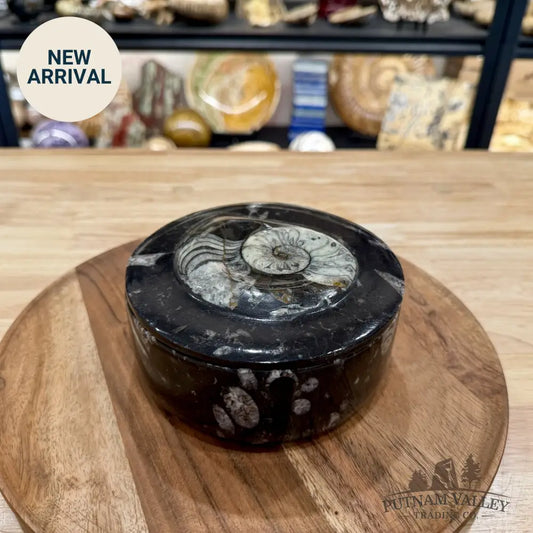 Ammonite & Orthoceras Round Fossil Keepsake Box 5.75’’ | Morocco - Fossil Trinket Box