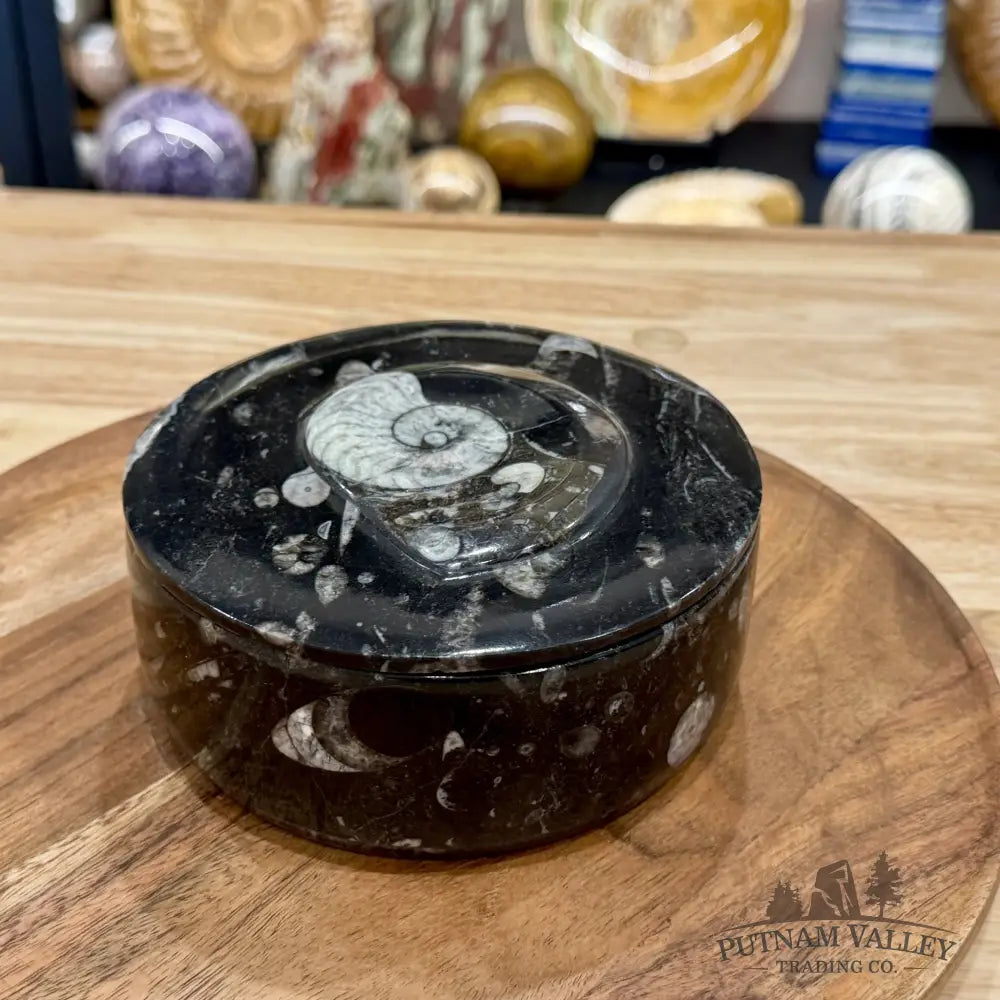 Ammonite & Orthoceras Round Fossil Keepsake Box 5.75’’ | Morocco - Fossil Trinket Box