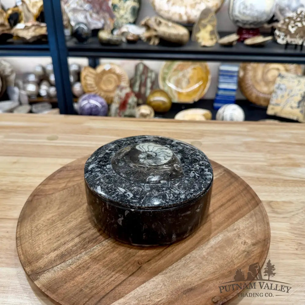 Ammonite & Orthoceras Round Fossil Keepsake Box 5.75’’ | Morocco - Fossil Trinket Box