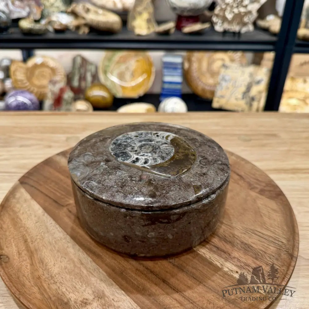 Ammonite & Orthoceras Round Fossil Keepsake Box 5.75’’ | Morocco - Fossil Trinket Box